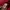 Adidas Jersey 3Striped Small Logo Embroidery Red photo 5