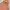 Dickies Zip Hoodie Brown Independent  photo 4