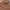 Dickies Zip Hoodie Brown Independent  photo 3