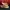 Vans Old Skool (Anaheim Factory) Tapered Earth Mesa photo 4