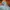 Vans Old Skool (Anaheim Factory) Tapered Earth Mesa photo 8