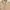 Cabane de Zucca Casual Casual shirt Pria tan photo 5