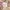 Cabane de Zucca Casual Casual shirt Pria tan photo 8