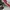 Christian Louboutin Luxury Casual Sneakers Pria silver black photo 5
