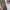 EDianph Olive Knit Outer Asimetris Morikei Fairy Style photo 8