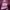 Fendi Luxury Handbag Wanita pink photo 8