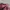 Fendi Luxury Handbag Wanita pink photo 4