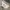 Adidas Sportswear Minimalist Sweater Pria gray photo 2