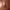 Mango Minimalist Casual Handbag Wanita brown photo 4