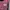 Tracktop Adidas firebird maroon photo 4
