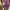 Tracktop Adidas firebird maroon photo 7
