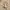 Vintage Y2K T-shirt Pria tan photo 4