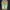 VANS x ARIES OG AUTHENTIC LX WEED MUTED photo 3