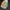 VANS x ARIES OG AUTHENTIC LX WEED MUTED photo 4