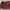 Fairy Futurist Skirt Wanita red photo 5