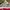 New Balance Fresh Foam Arishi v4 Grey Original (MARISRG4) photo 8