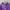 Champion Women's Purple Velour Sportswear Sweatshirts L photo 4