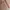 Atasan Lengan Pendek Wanita KIRSH Peach photo 6