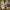 Nike Streetwear Sportswear Sneakers Pria gold photo 1