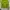 Y2K Crop top Wanita green photo 1