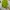 Y2K Crop top Wanita green photo 2