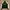 Polo Ralph Lauren Vintage Harrington Jacket Pria White Green
