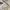 Adidas Casual Sneakers Pria cream photo 6