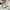 Adidas Casual Sneakers Pria cream photo 5