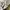 Maison Margiela Casual Sneakers Pria White Cream