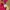 Pink Lacoste Women's Polo Shirts photo 6