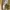 ZARA Luxury Avant Garde Heels Wanita tan photo 5