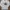 Levi's Casual T-shirt Pria White