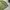 Army crop big pocket  photo 4
