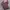 PPFM DISTRESED KNIT SIZE M photo 4