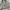 GAP Casual Harrington jacket Pria green gray photo 3