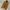Gucci Luxury Pria brown photo 1