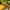 Vintage Hat Pria yellow photo 4