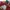 DKNY Vintage Handbag Wanita red photo 1