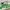 A Bathing Ape Streetwear Casual Sneakers Pria green photo 1