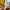 Nike Vintage Casual Jersey Pria yellow photo 5
