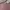 Uniqlo Minimalist Casual Formal shirt Pria pink photo 2