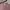 Uniqlo Minimalist Casual Formal shirt Pria pink photo 3