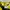 Michael Kors Luxury Summer dress Wanita brown yellow photo 3