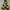 Michael Kors Luxury Summer dress Wanita brown yellow photo 2