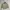 Burberry Luxury Casual Harrington Jacket Pria Tan