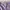 rok lilac unik photo 2