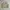 Nepenthes Vintage Casual Harrington Jacket Pria Tan