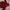 Dickies Gorpcore Windbreaker Pria red photo 1