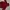 Dickies Gorpcore Windbreaker Pria Red