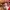 Vans authentic red chilli  photo 6